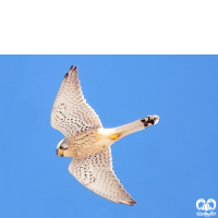 گونه دلیجه Common Kestrel